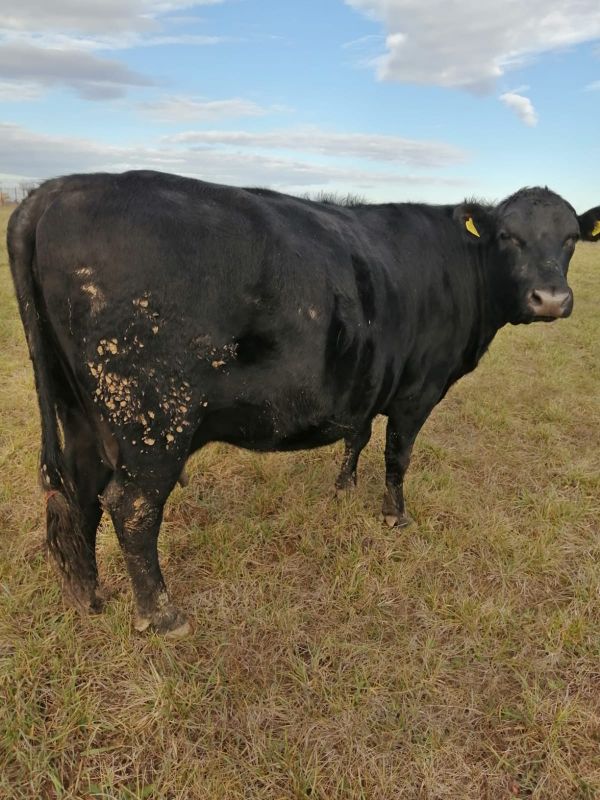 Vand vaca metis cu angus 