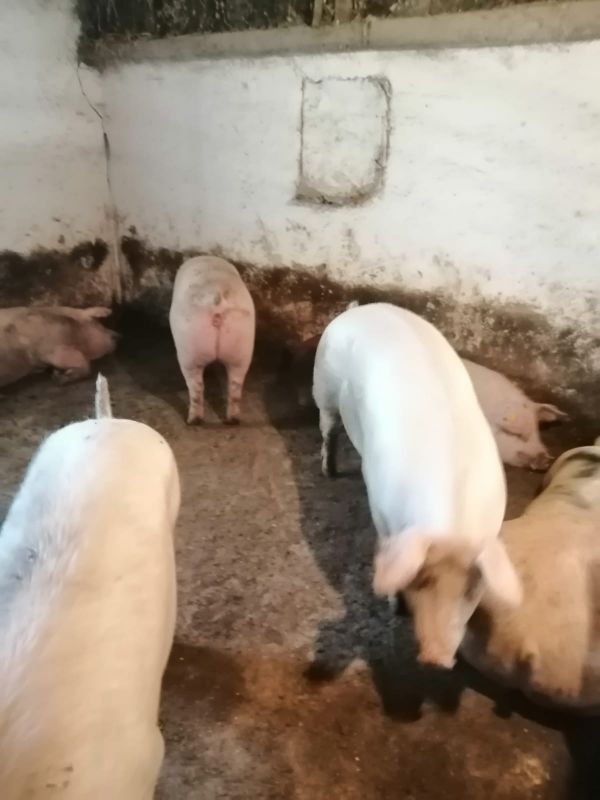 Vand porci pe alese de la 120kg -200kg.