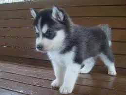 Puii husky siberieni pentru adopție