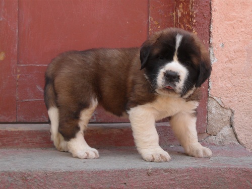 VIND catei rasa Saint Bernard