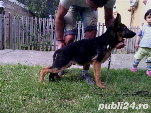 Vand pui ciobanesc german