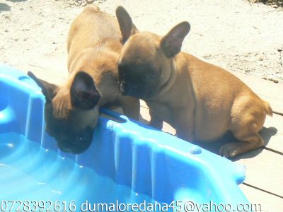 Pui Bulldog Francez