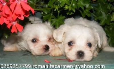 Vand catelusi Bichon Maltez