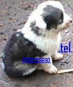 Vand catei ciobanesc romanesc carpatin .