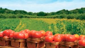 agricultura germania 1200 euro/luna