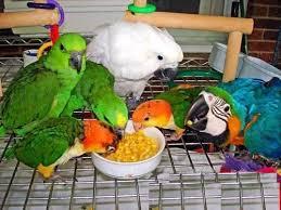 Papagali papagali fertile și ouă