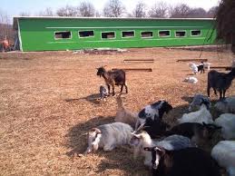 Ferma de animale Germania/1000 euro