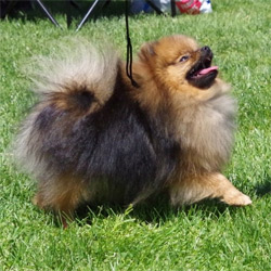 Pomeranian cu pedigree