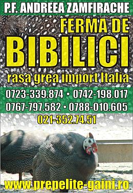 bibilici rasa grea ouatoare import