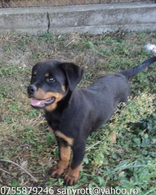 Vand catei rottweiler