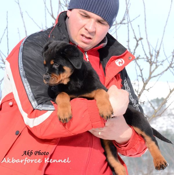 Canisa Akbarforce vinde pui rottweiler cu pedigree