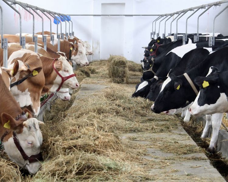 Ferme de vacii germania 1500 euro