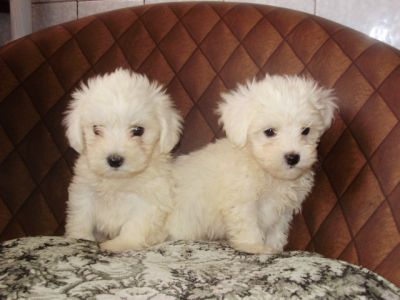 Bichon Maltese !!!