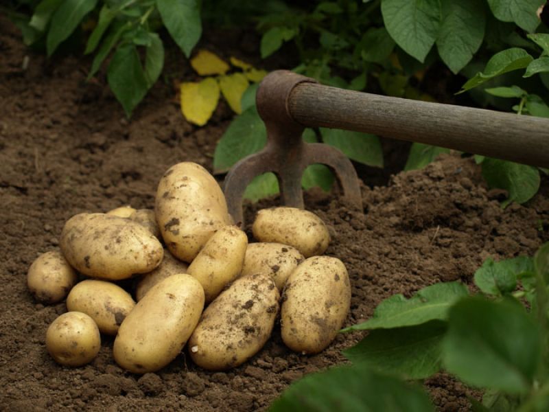 Agricultura  cules cartofi 1400 euro NET