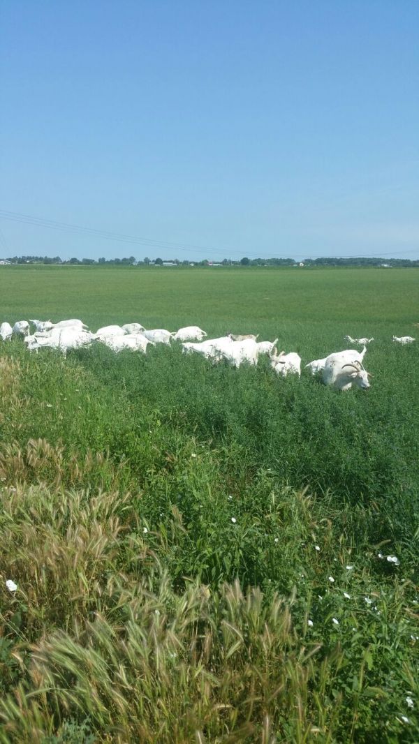 70 capre saanen fatate 250 euro 