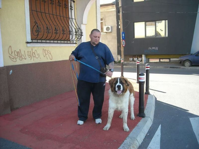 Dresaj canin la domiciliu cu plata in rate!