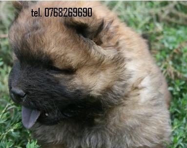 . Vand catei chow chow .TEL.0768269690.