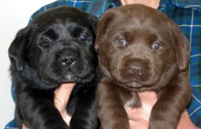 Pui Labrador Retriever Hidalgos Spirit