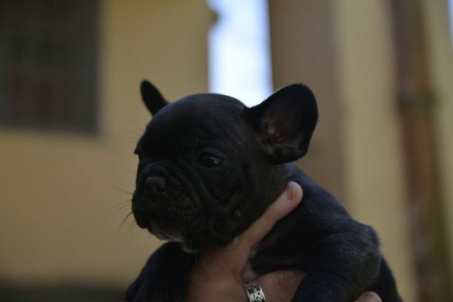 Vand pui Bulldog francez 