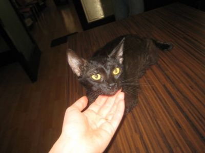 Pisicuta neagra