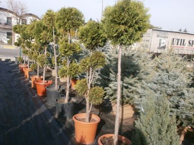 plante ornamentale de gradina