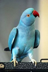 Papagali de vanzare