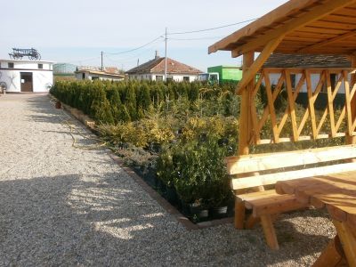 plante ornamentale de gradina
