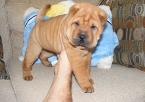 Manificient AKC Bărbați și chinezi Shar-Pei Puppies pentru adopție      