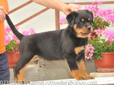 Vand catei rottweiler