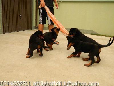 Pui de rottweiler cu pedigree deparazitati si vaccinati la zi