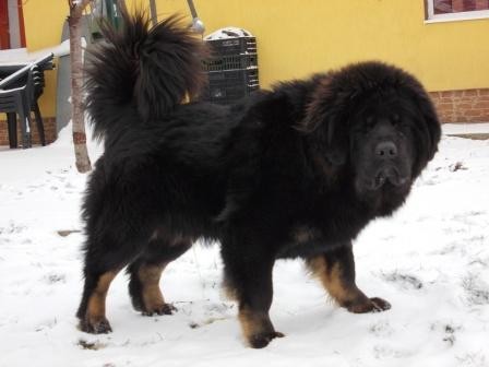Vand catei rasa mastiff tibetan