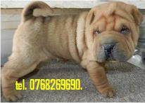 Vand catei shar pei  .