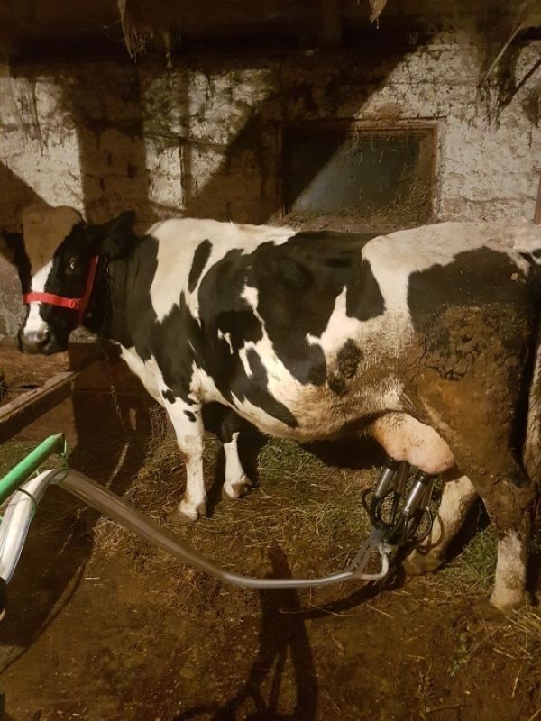 Vand vaca holstein foarte buna de lapte