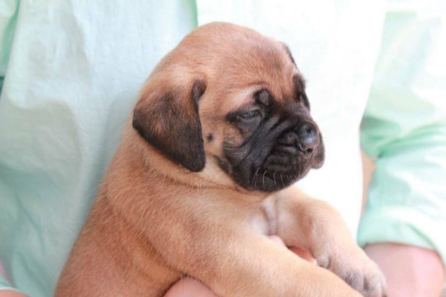 Bullmastiff