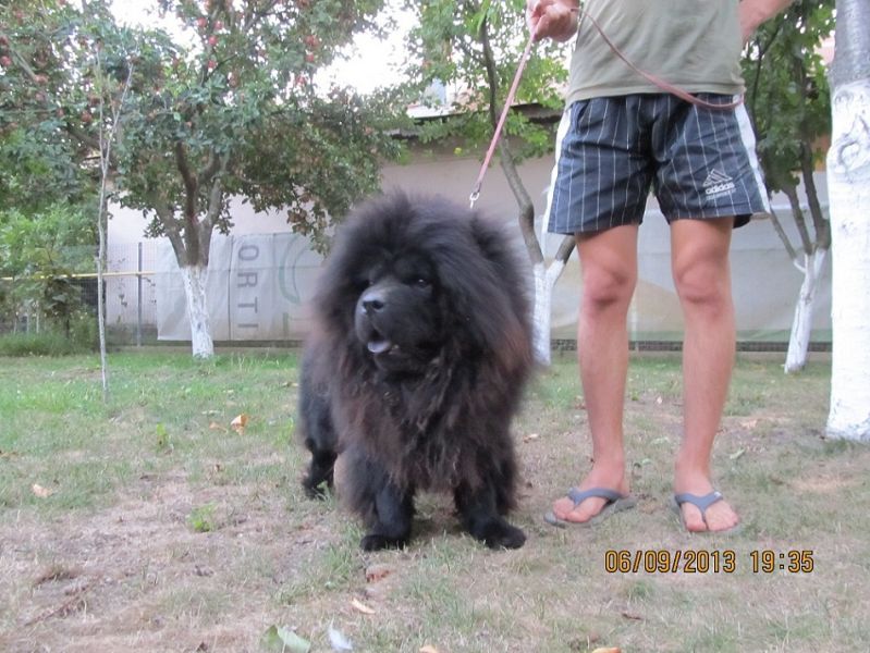 Vand femela de Chow Chow