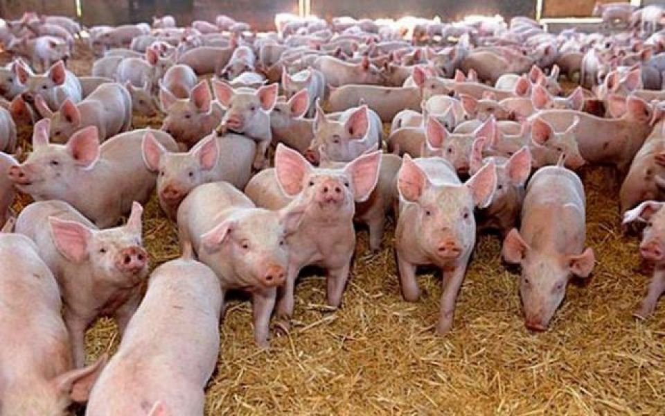Muncitori la ferme de porci in Germania 1700 euro
