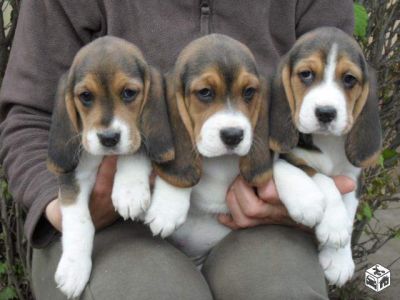 Beagle tricolori 