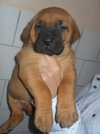 Vand catei de rasa tosa inu