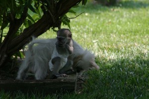 Maimuta minunata Capuchin minunat pentru adopție         