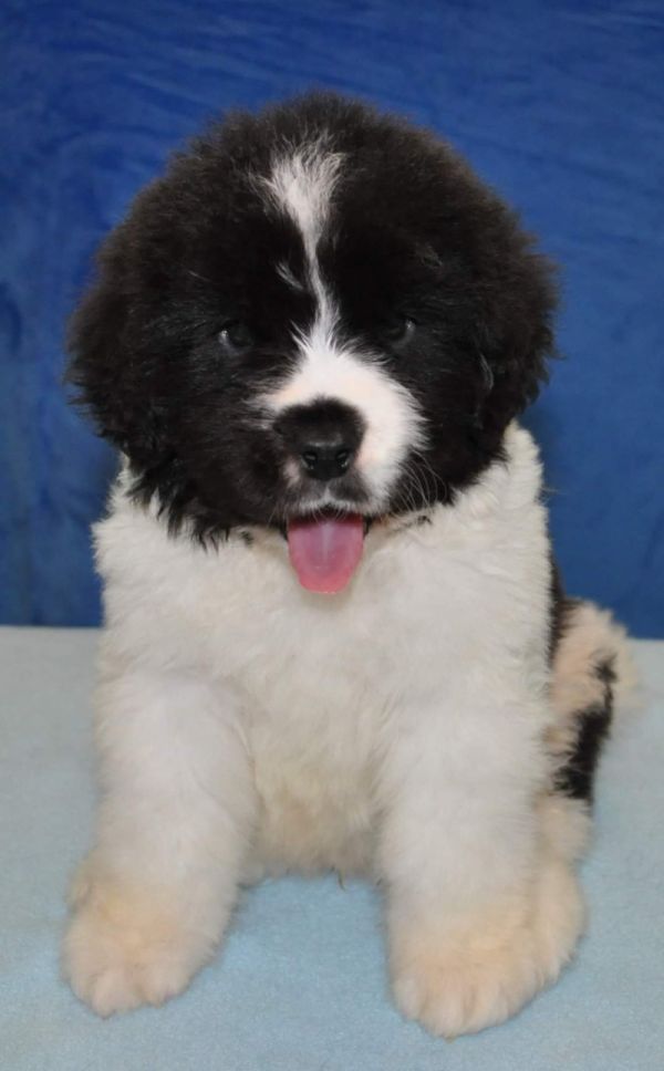 Pui Catel Landseer 