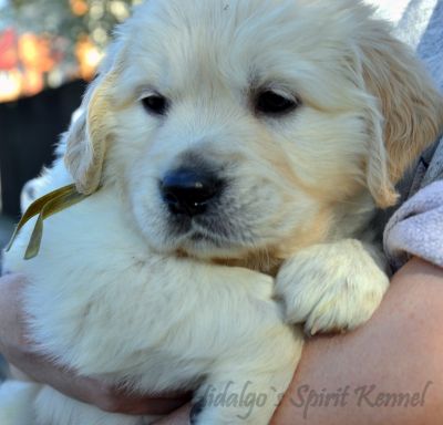 Pui Golden Retriever Hidalgos Spirit