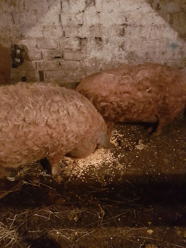 Vand un porc de mangalita de 150kg-170kg,i