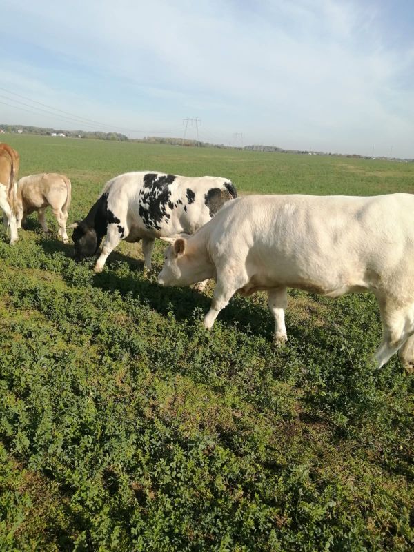 Vand   vaci Holstein , baltate romanesti,Angus si juninci c