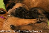 Vand pui Ciobanesc Belgian Malinois 8 saptamani
