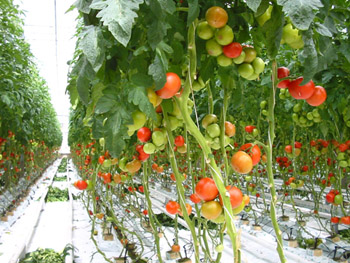 Ajutor in agricultura Catania-Italia 1.200 Euro