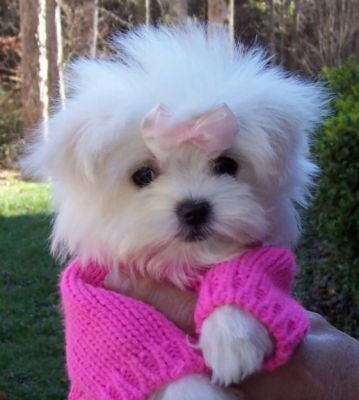 westie si bichon rasa pura?documentati-va!