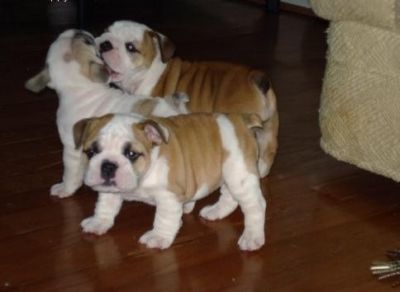 Avem frumos engleză buldog pui disponibil pentru animalele de companie iubitor case.