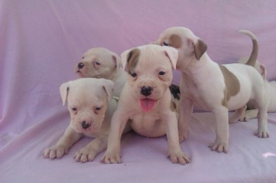 Pui Bulldog American