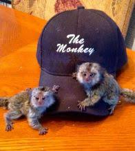 Maimuță de marmot pigmeu disponibilă          