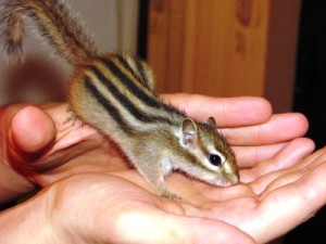 Vand Veverite Siberiene ( Canadiene ) 